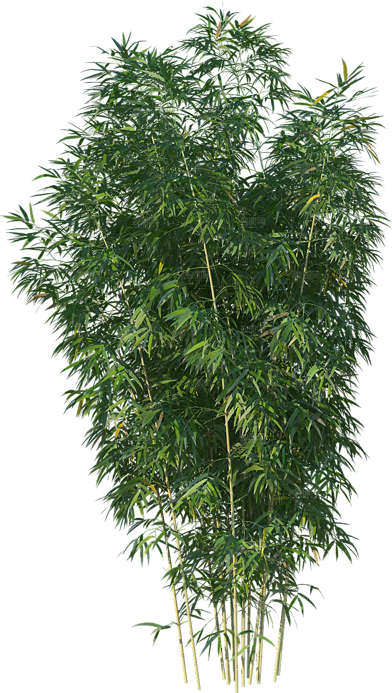 高清景观植物乔木花卉草本观赏草灌木