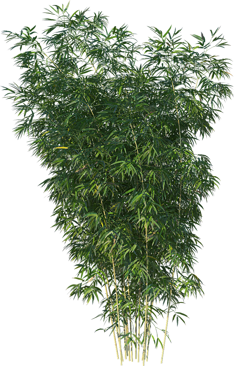 高清景观植物乔木花卉草本观赏草灌木