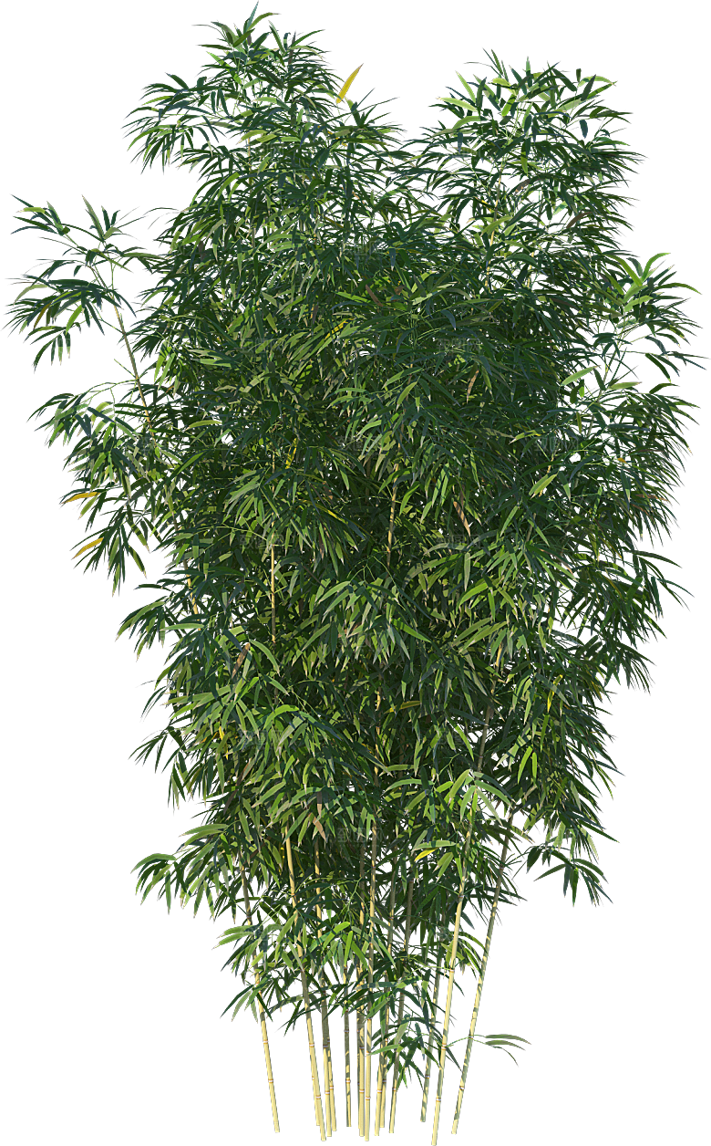 高清景观植物乔木花卉草本观赏草灌木素材