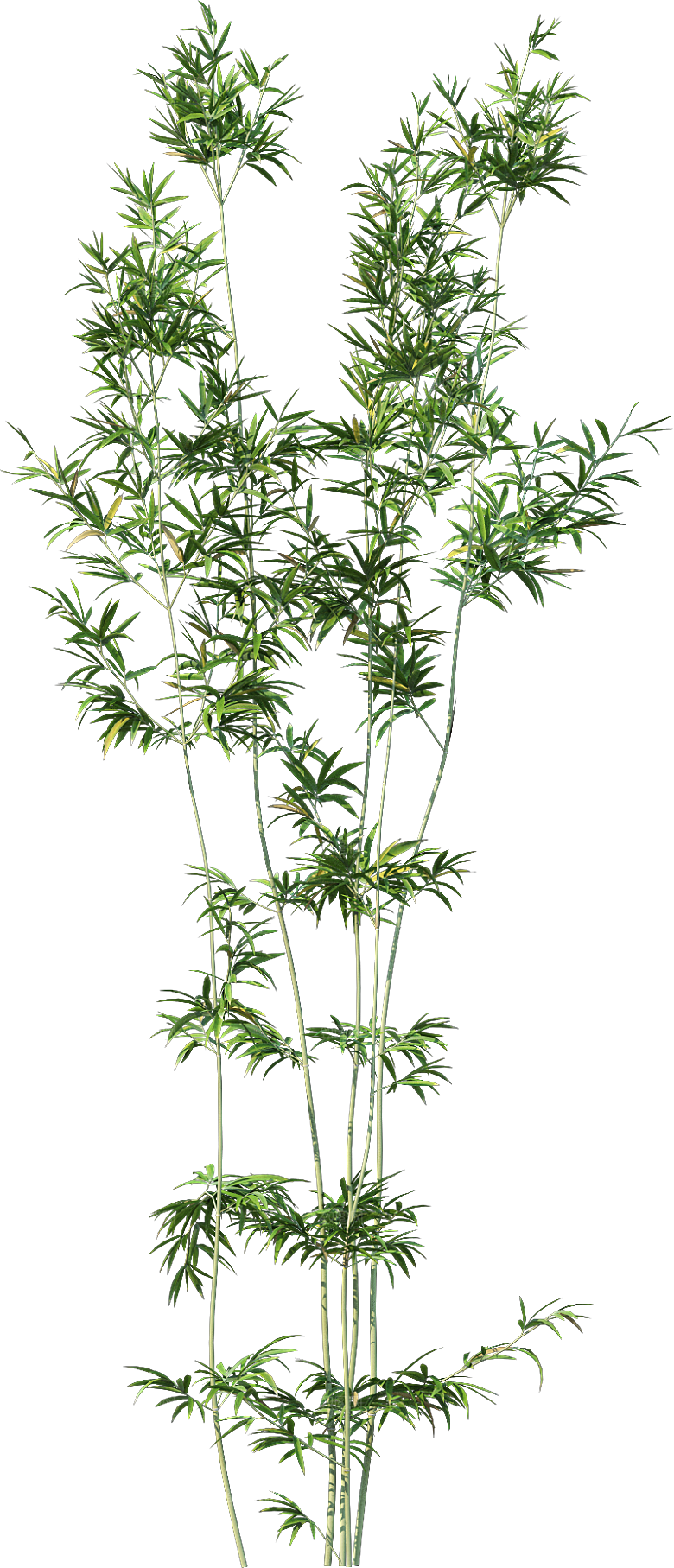 高清景观植物乔木花卉草本观赏草灌木素材