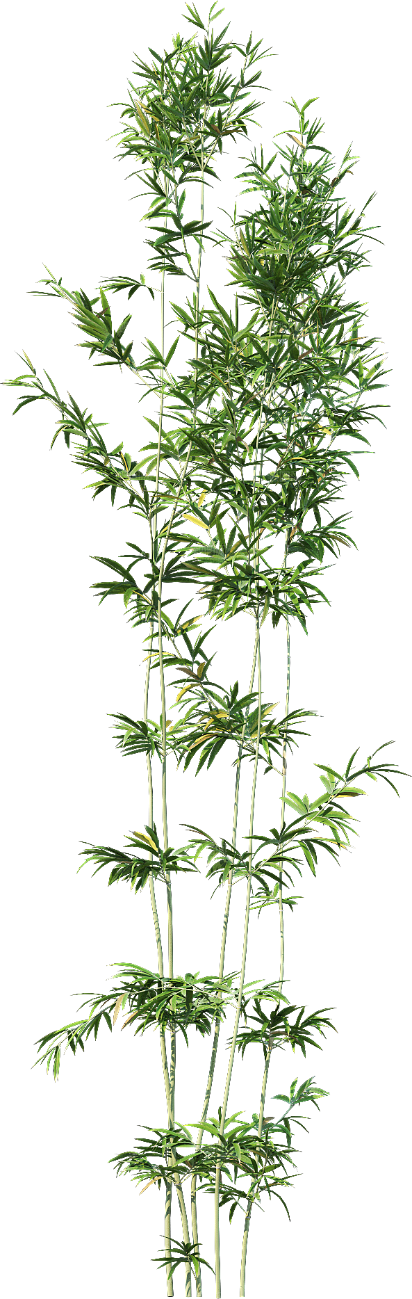 高清景观植物乔木花卉草本观赏草灌木素材