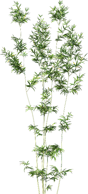 高清景观植物乔木花卉草本观赏草灌木素材