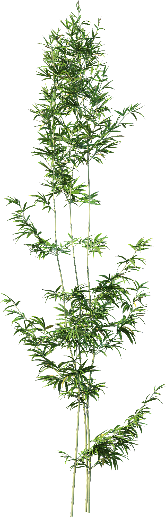 高清景观植物乔木花卉草本观赏草灌木