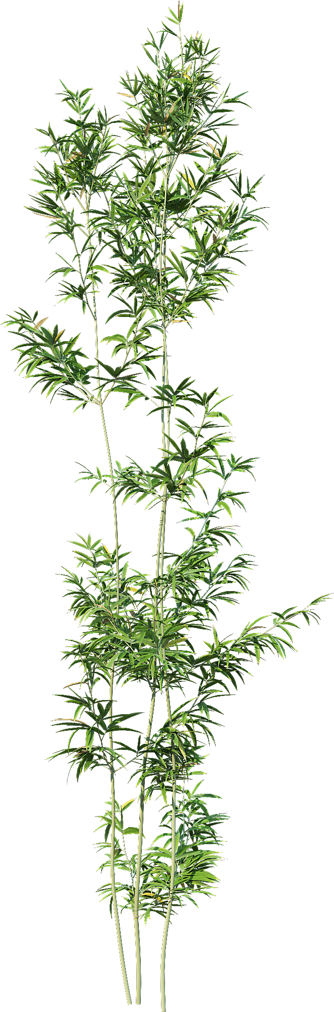高清景观植物乔木花卉草本观赏草灌木