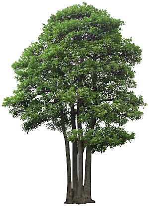高清景观植物乔木花卉草本观赏草灌木