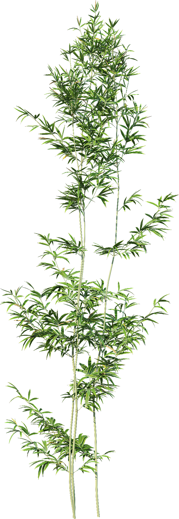 高清景观植物乔木花卉草本观赏草灌木