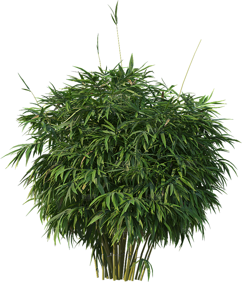 高清景观植物乔木花卉草本观赏草灌木