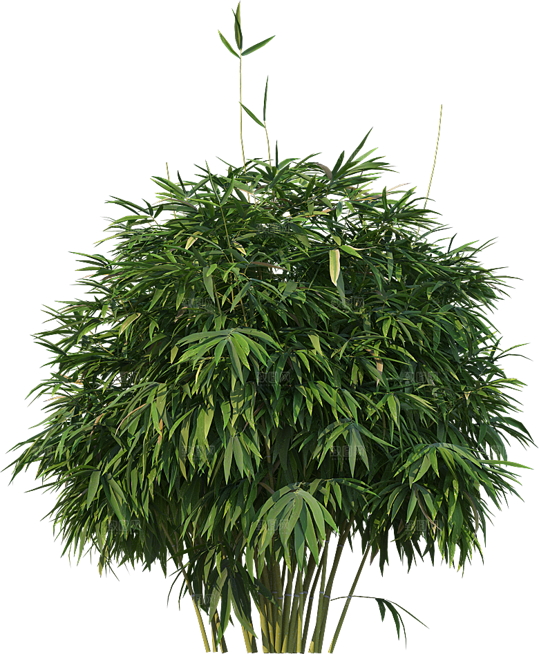 高清景观植物乔木花卉草本观赏草灌木
