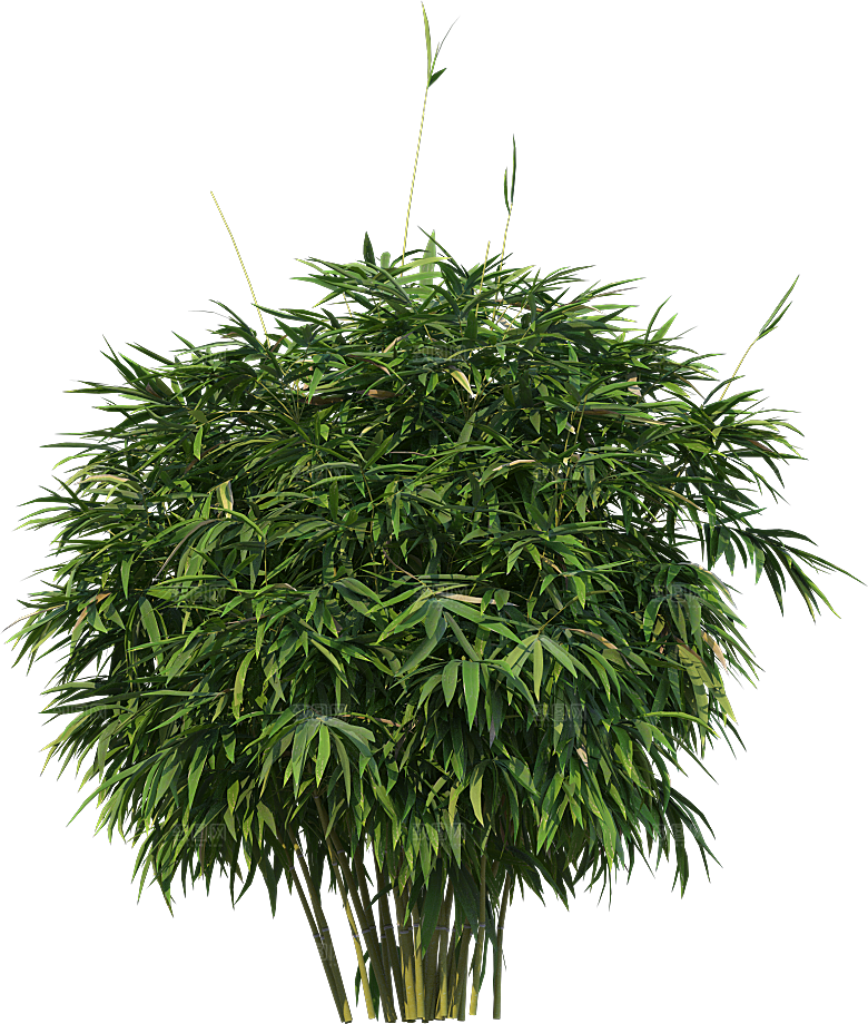 高清景观植物乔木花卉草本观赏草灌木素材