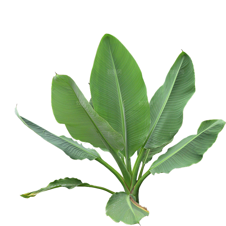 高清景观植物乔木花卉草本观赏草灌木素材