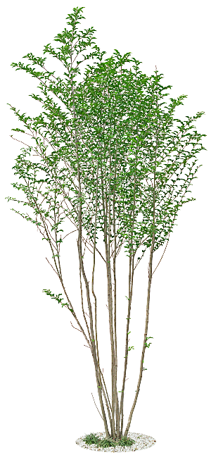 高清景观植物乔木花卉草本观赏草灌木素材