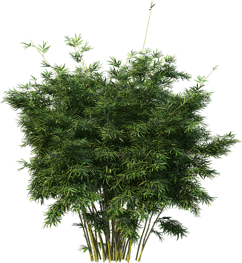 高清景观植物乔木花卉草本观赏草灌木素材