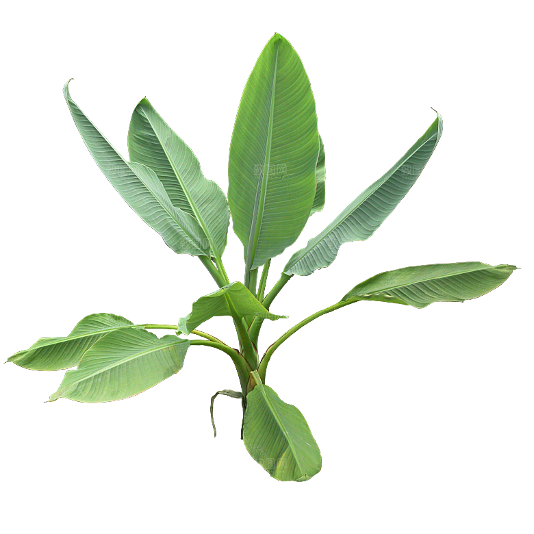 高清景观植物乔木花卉草本观赏草灌木素材