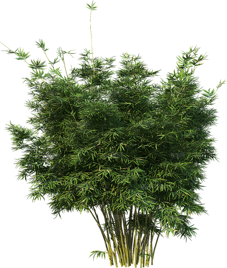 高清景观植物乔木花卉草本观赏草灌木