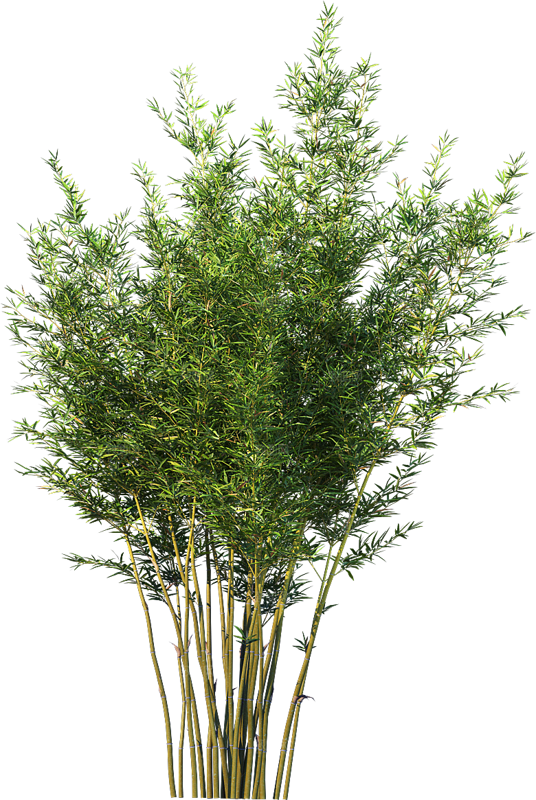高清景观植物乔木花卉草本观赏草灌木