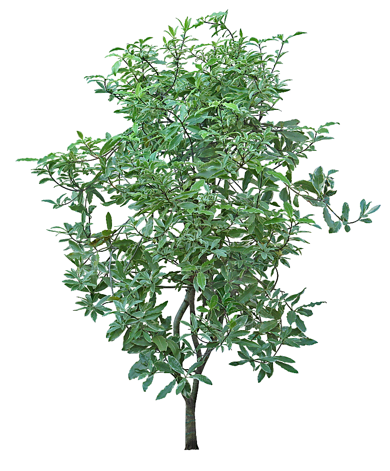 高清景观植物乔木花卉草本观赏草灌木素材
