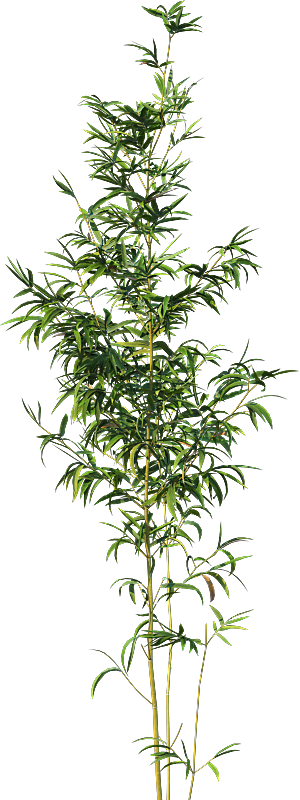 高清景观植物乔木花卉草本观赏草灌木素材
