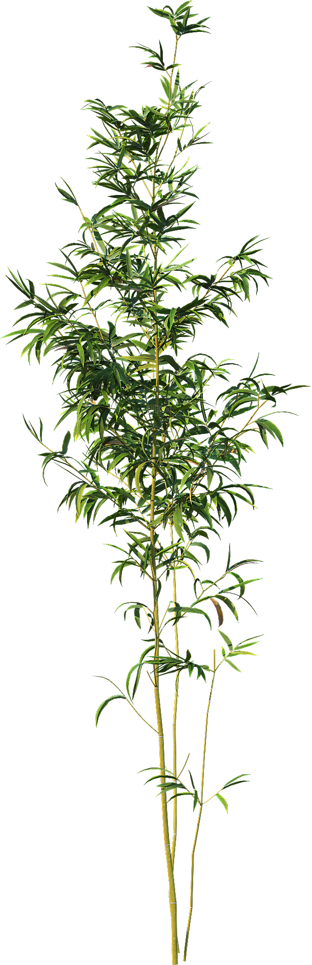 高清景观植物乔木花卉草本观赏草灌木素材