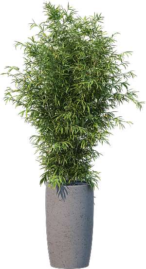 高清景观植物乔木花卉草本观赏草灌木素材