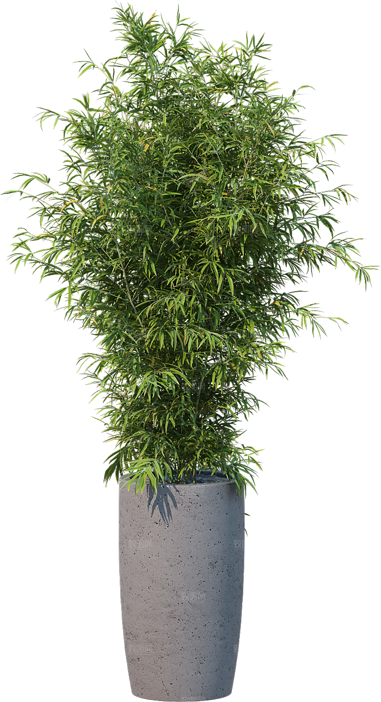 高清景观植物乔木花卉草本观赏草灌木素材