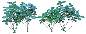高清景观植物乔木花卉草本观赏草灌木素材