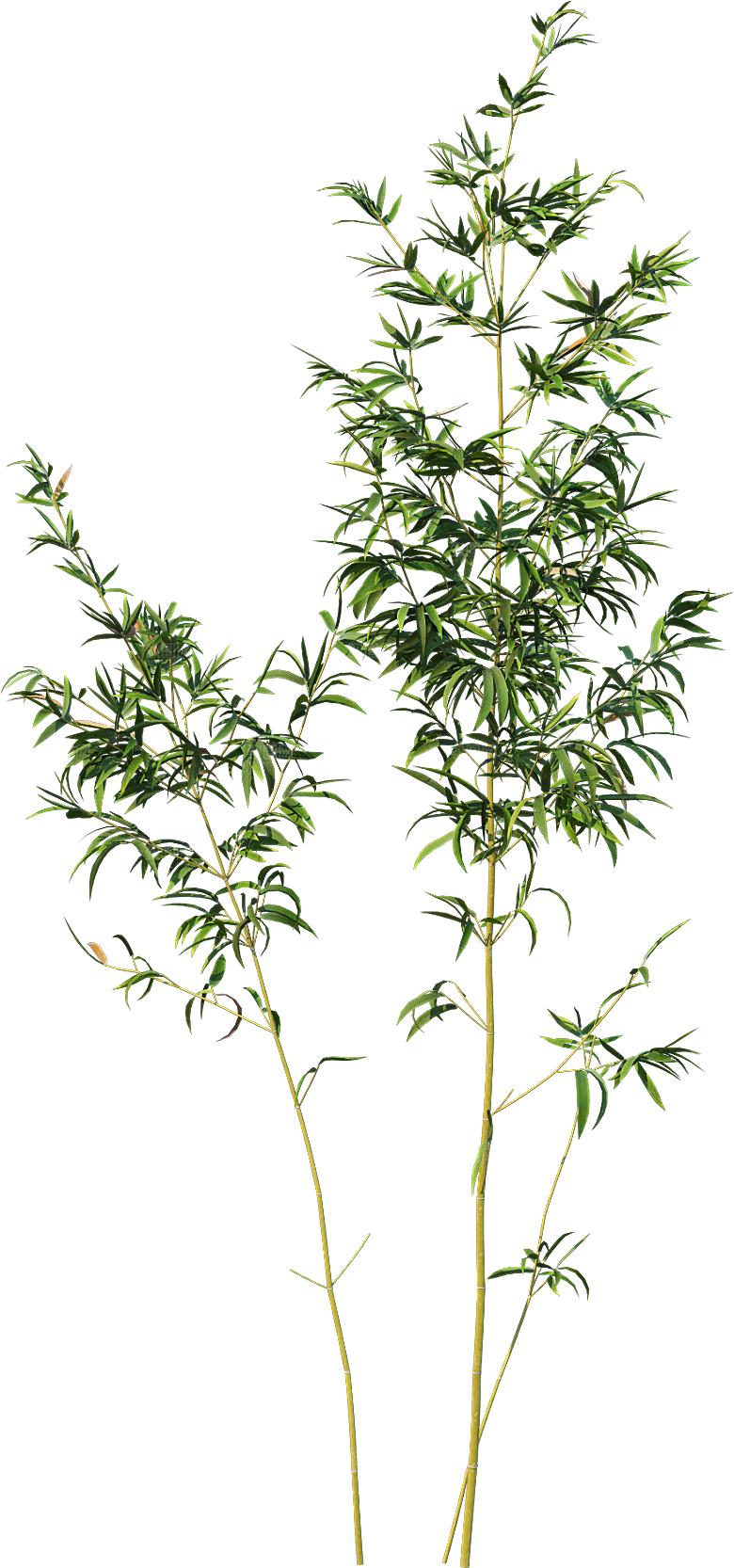 高清景观植物乔木花卉草本观赏草灌木素材