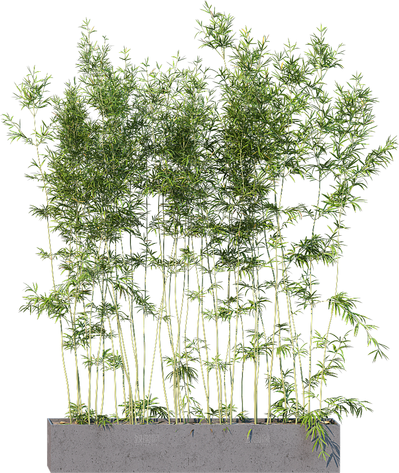 高清景观植物乔木花卉草本观赏草灌木素材