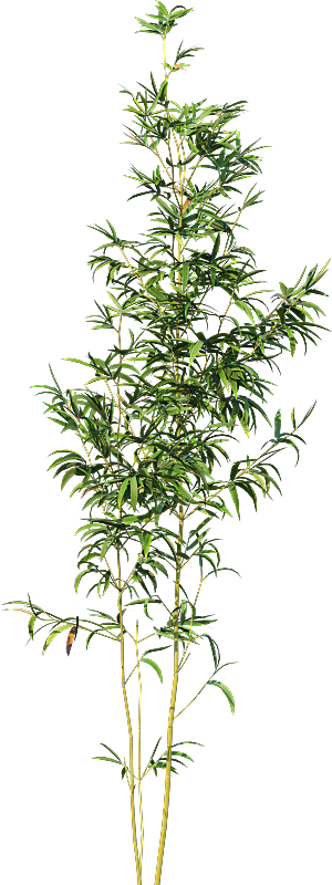 高清景观植物乔木花卉草本观赏草灌木素材