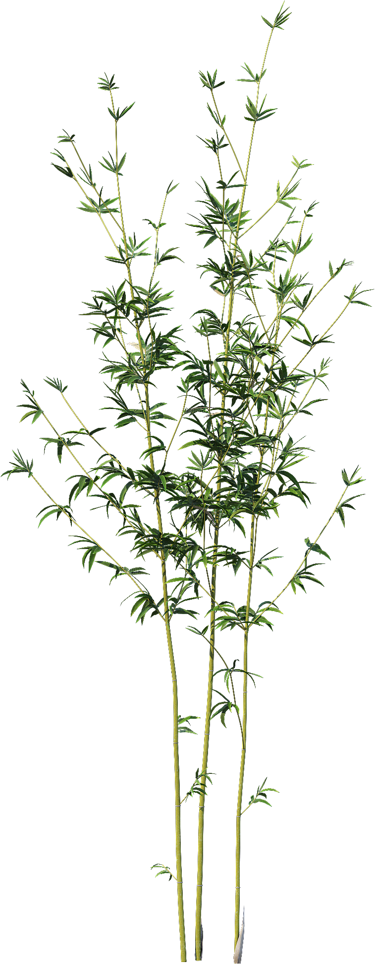 高清景观植物乔木花卉草本观赏草灌木素材