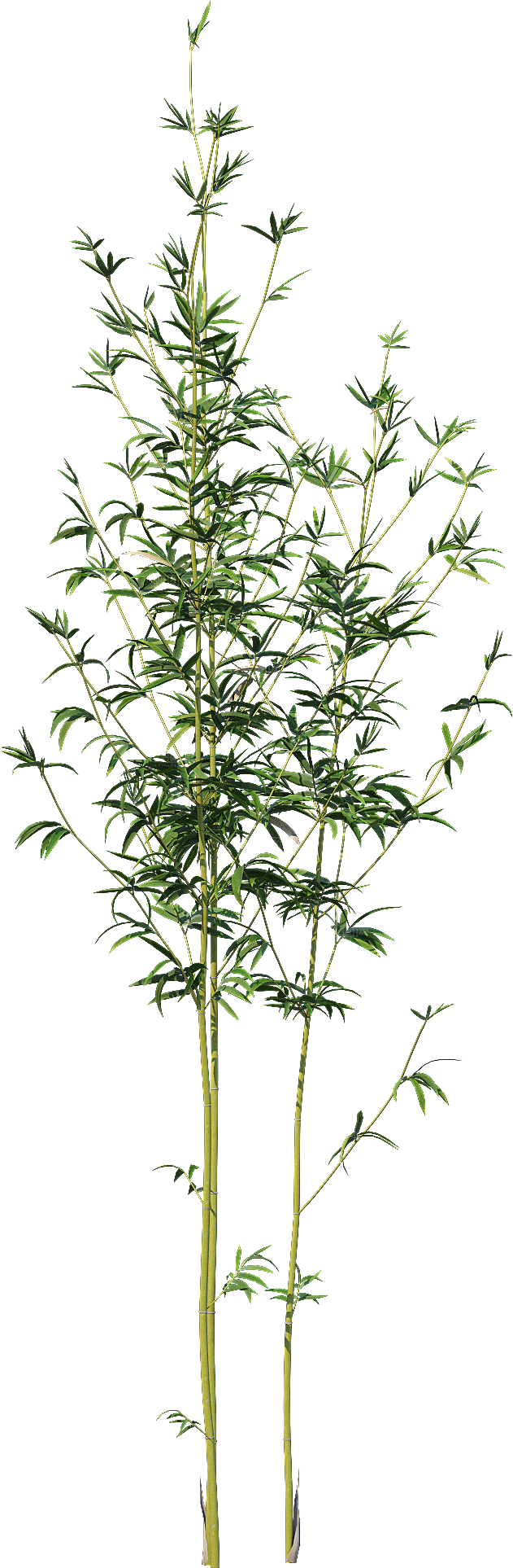 高清景观植物乔木花卉草本观赏草灌木