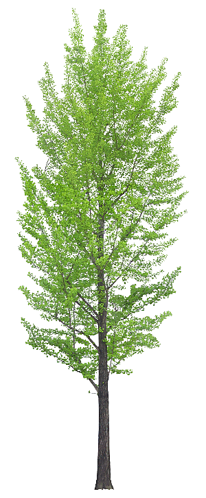 高清景观植物乔木花卉草本观赏草灌木