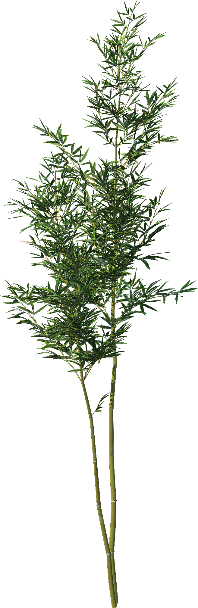 高清景观植物乔木花卉草本观赏草灌木