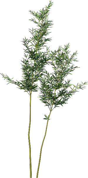 高清景观植物乔木花卉草本观赏草灌木