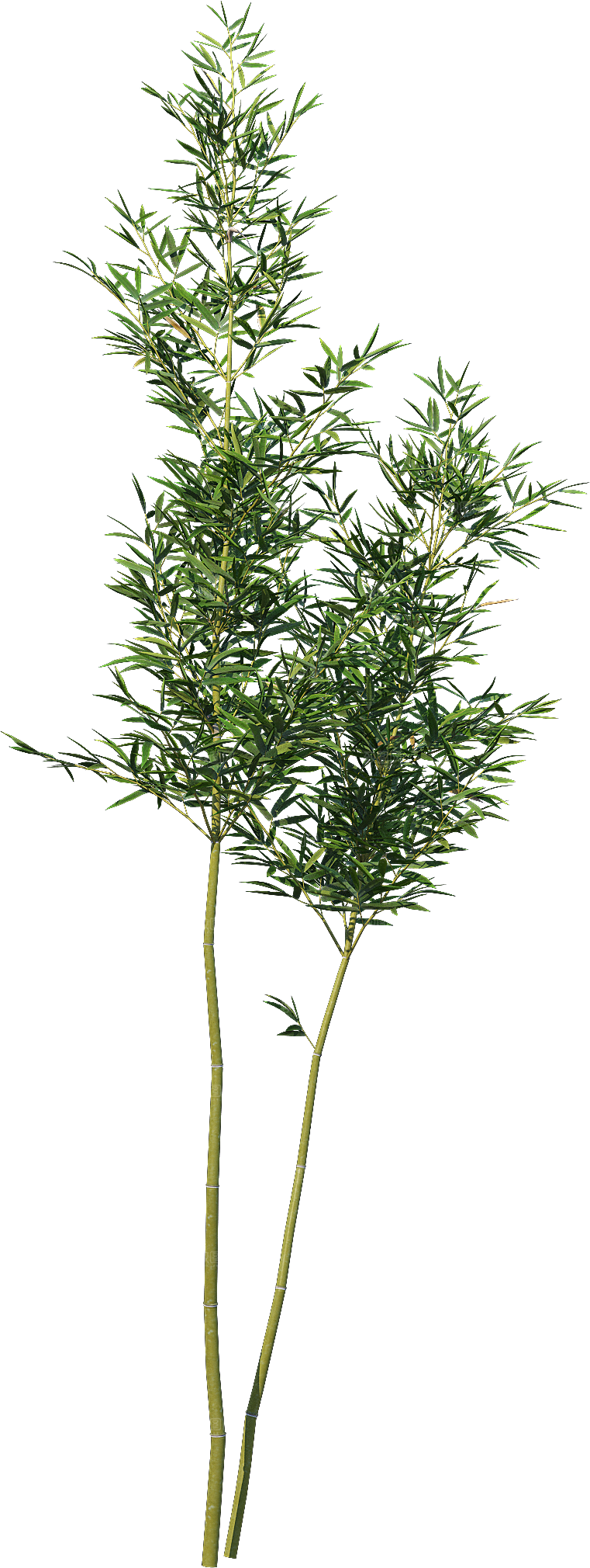 高清景观植物乔木花卉草本观赏草灌木素材