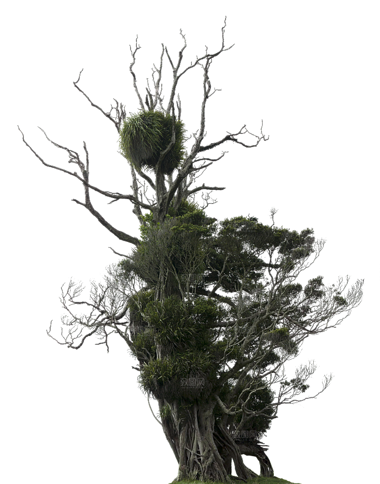 高清景观植物乔木花卉草本观赏草灌木素材