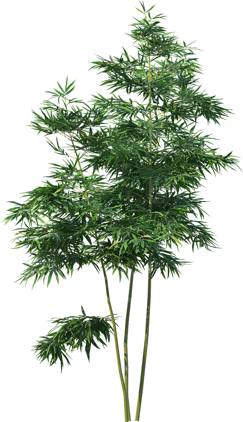 高清景观植物乔木花卉草本观赏草灌木素材