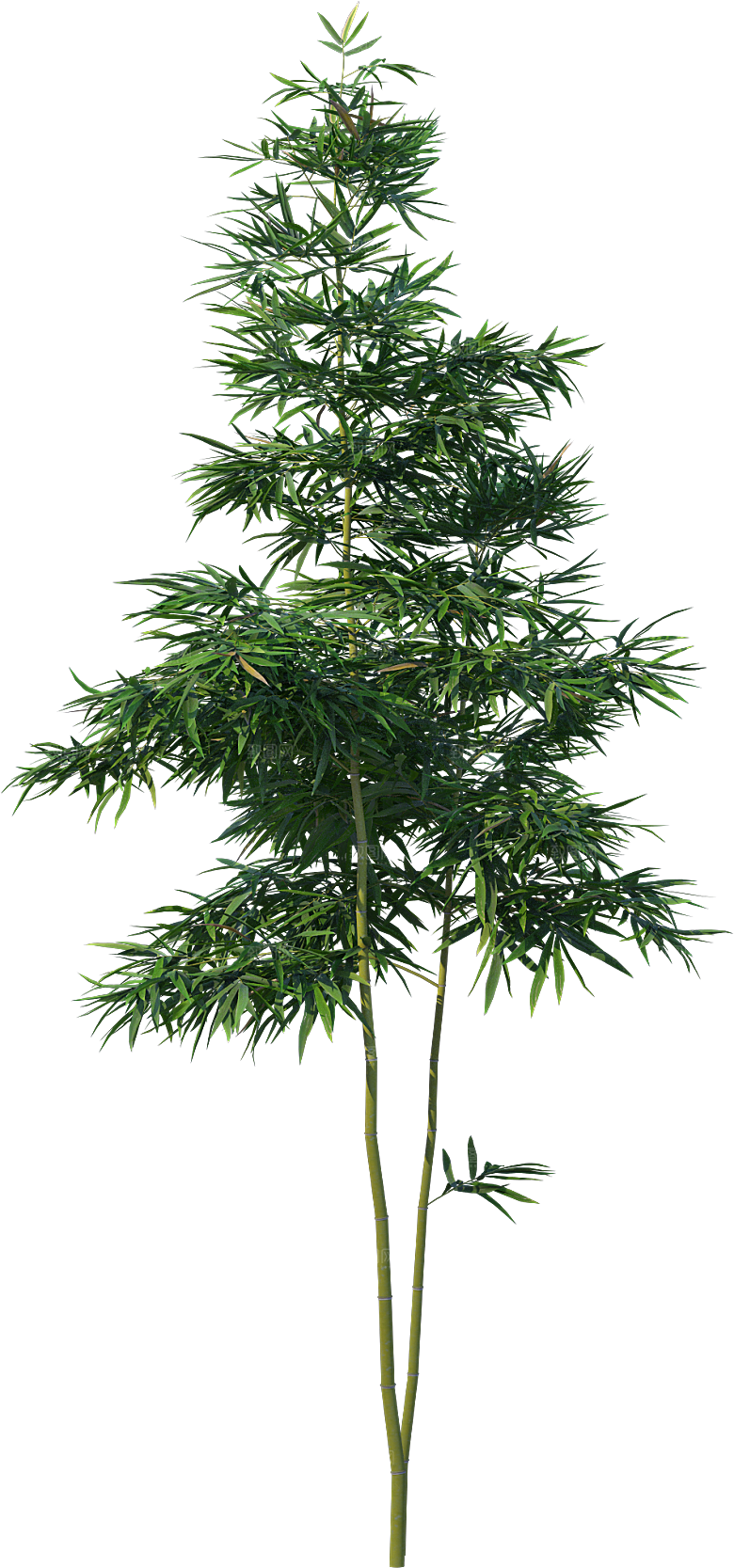 高清景观植物乔木花卉草本观赏草灌木