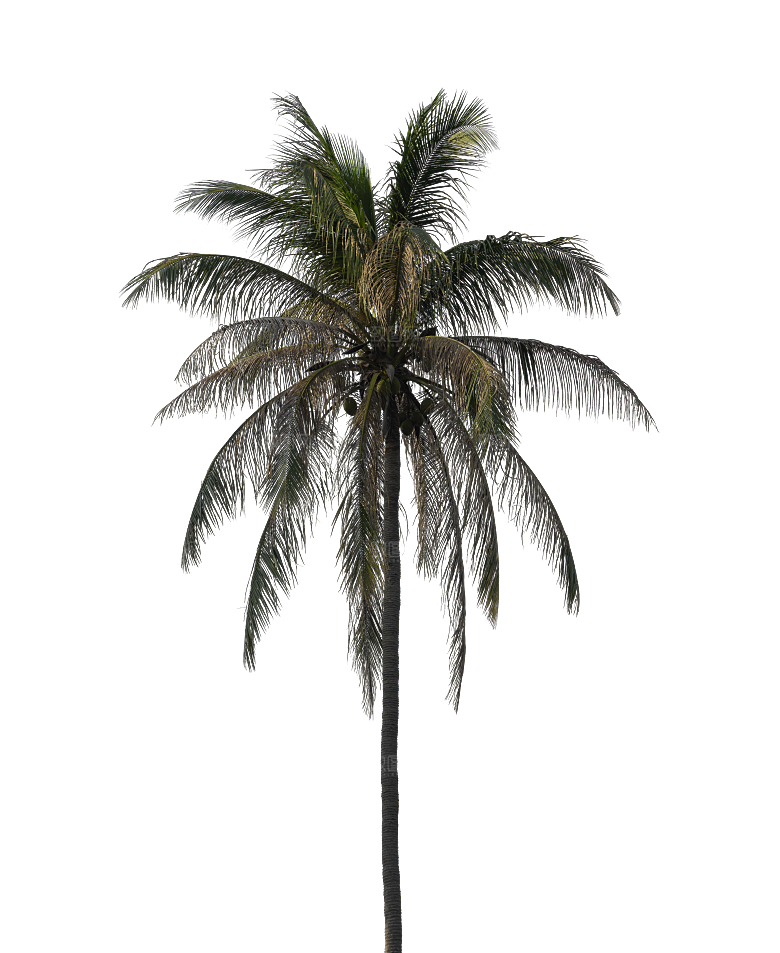 高清景观植物乔木花卉草本观赏草灌木