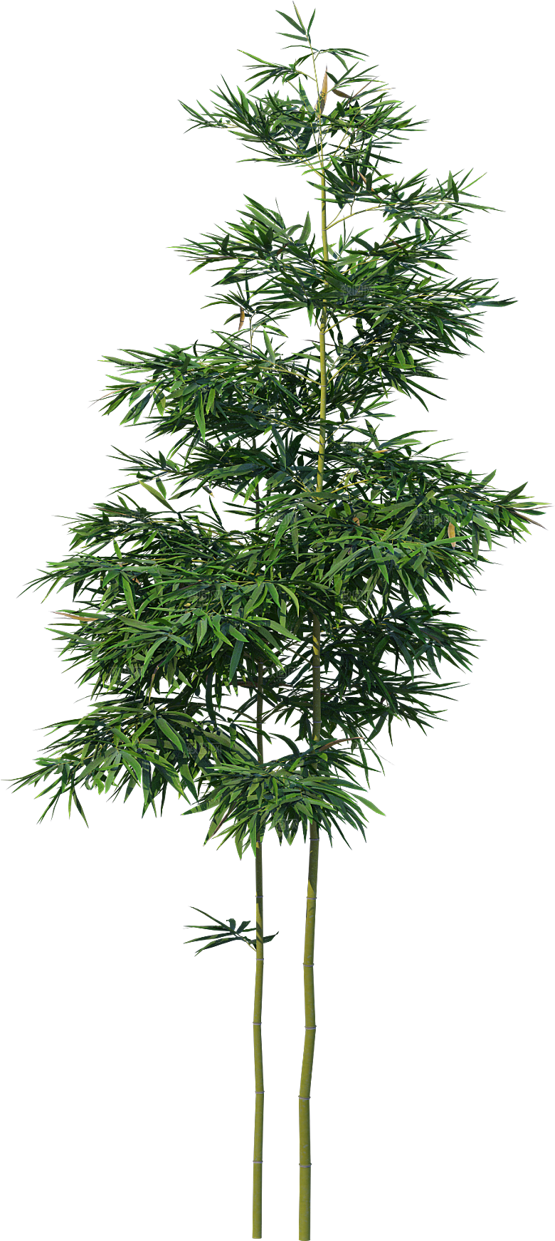 高清景观植物乔木花卉草本观赏草灌木