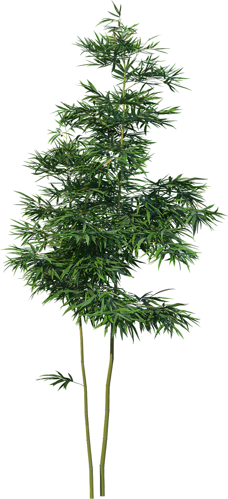 高清景观植物乔木花卉草本观赏草灌木