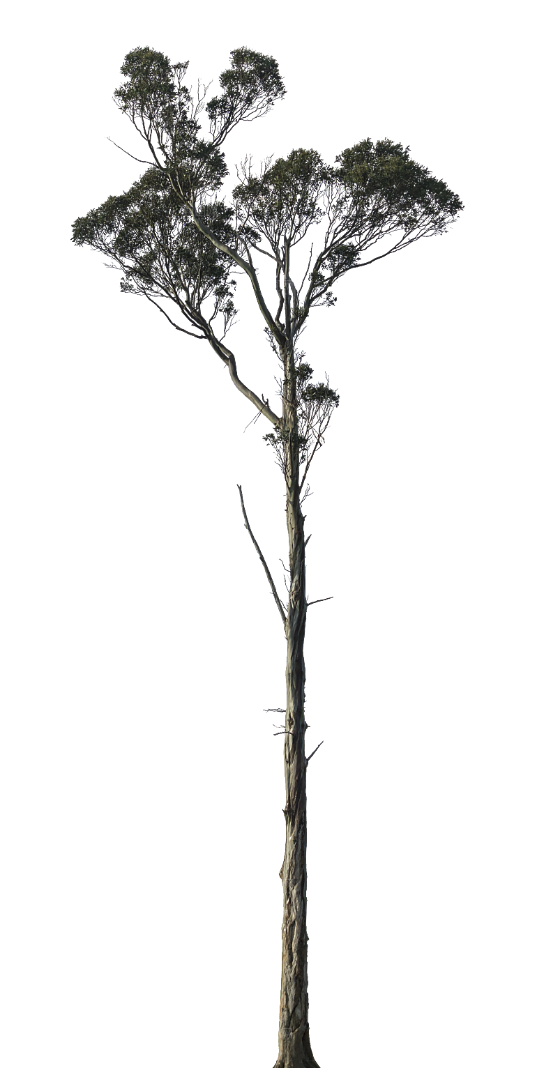 高清景观植物乔木花卉草本观赏草灌木
