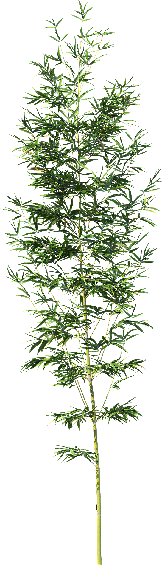 高清景观植物乔木花卉草本观赏草灌木素材