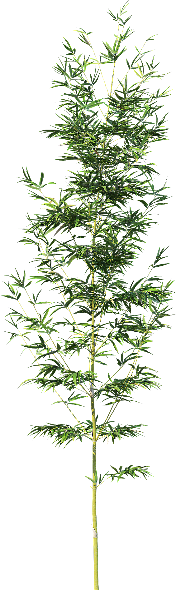 高清景观植物乔木花卉草本观赏草灌木素材
