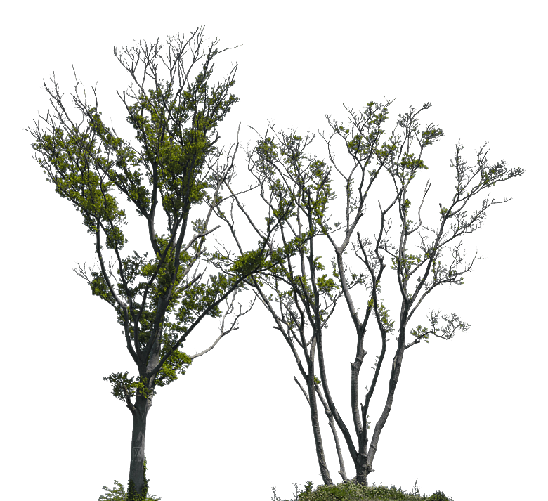 高清景观植物乔木花卉草本观赏草灌木素材