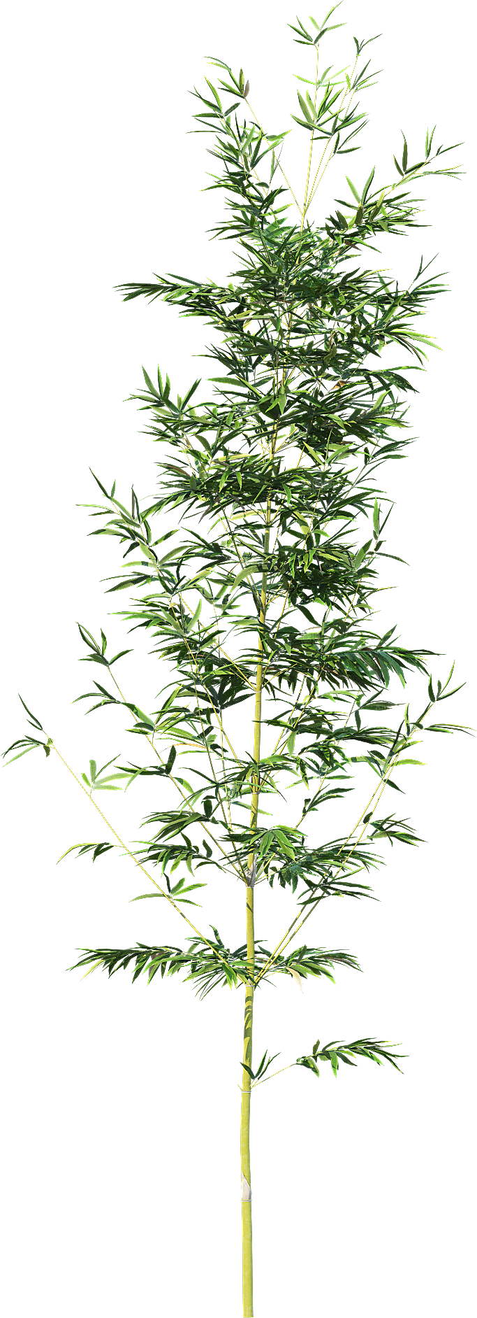 高清景观植物乔木花卉草本观赏草灌木素材