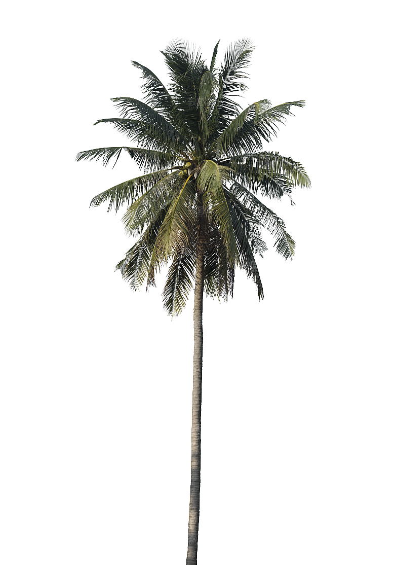 高清景观植物乔木花卉草本观赏草灌木