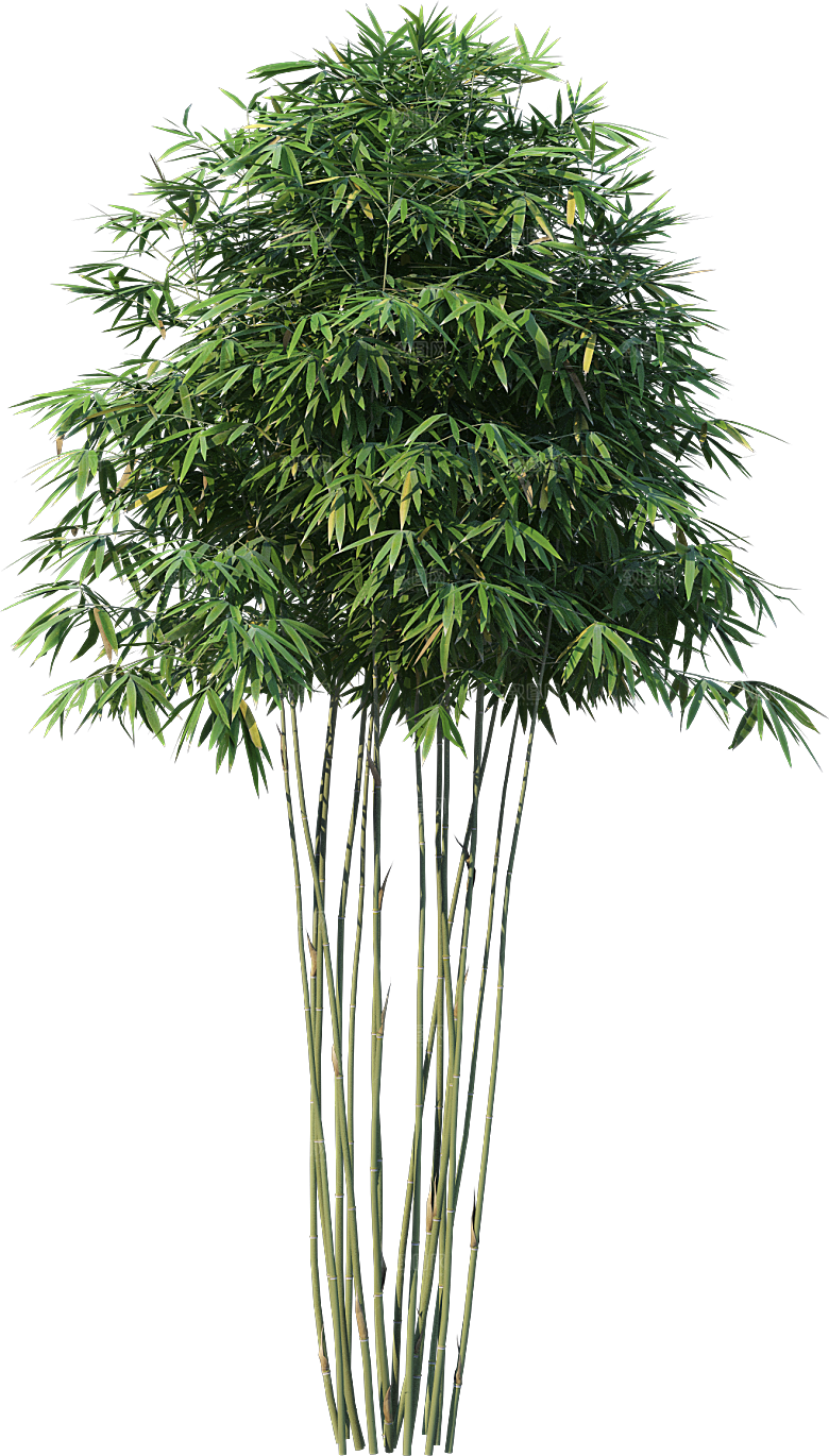 高清景观植物乔木花卉草本观赏草灌木