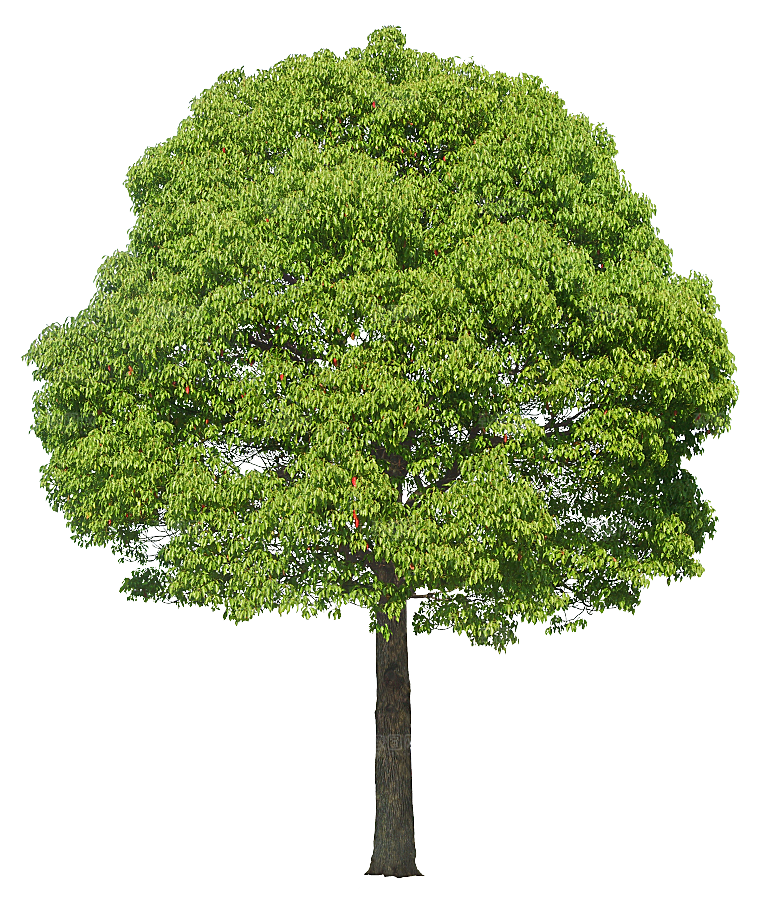 高清景观植物乔木花卉草本观赏草灌木
