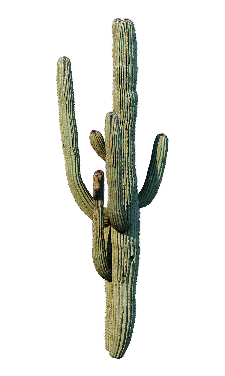 高清景观植物乔木花卉草本观赏草灌木