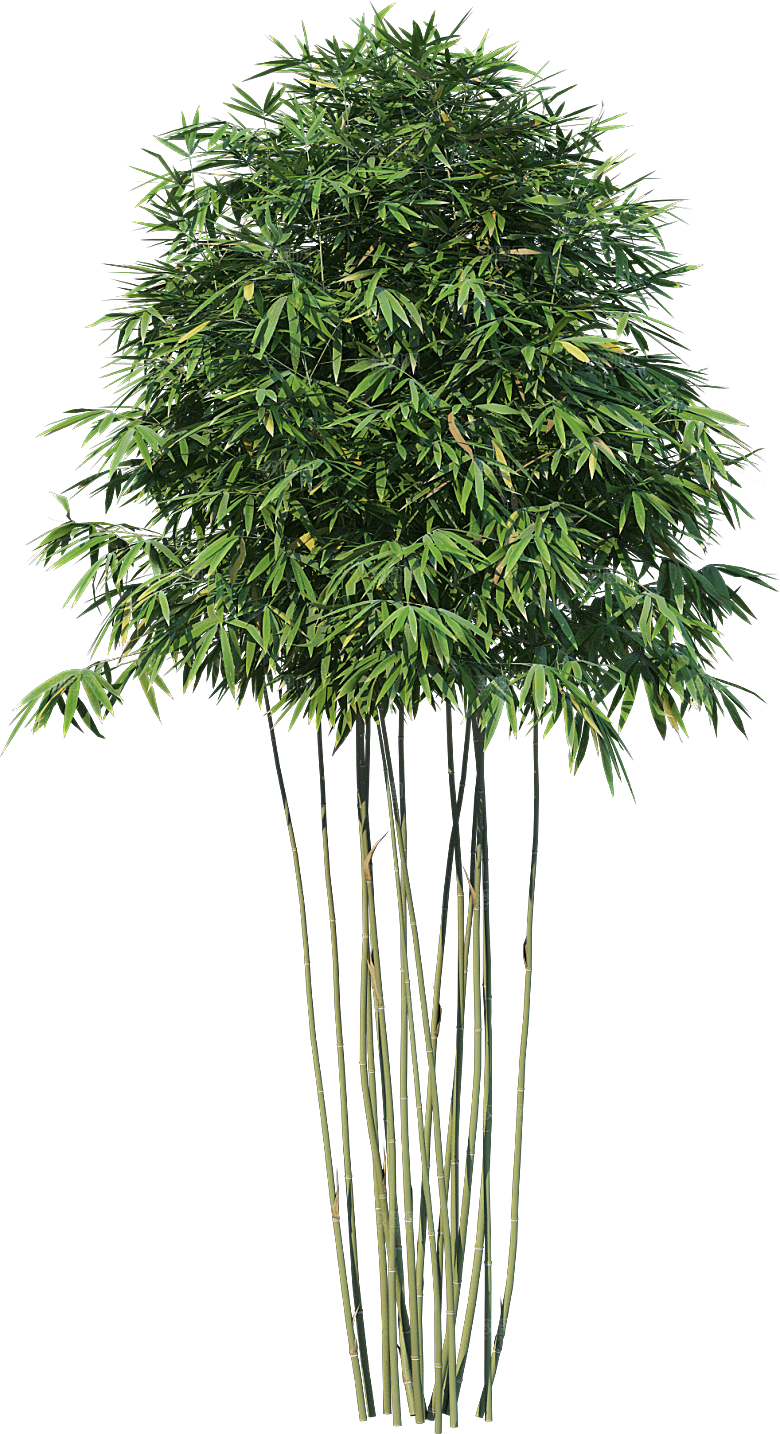 高清景观植物乔木花卉草本观赏草灌木